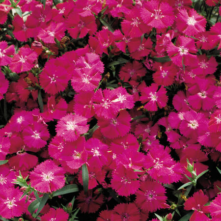 Purple Diamond, Dianthus - Packet image number null